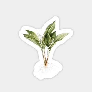 Vintage Lily of the Valley Botanical Illustration Sticker